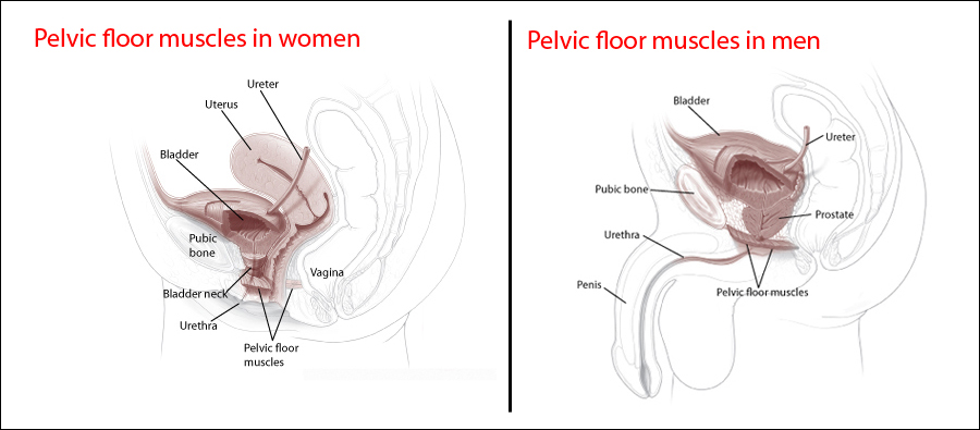 Kegel Exercise Chart