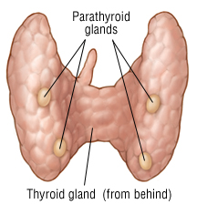 thyroidectomy