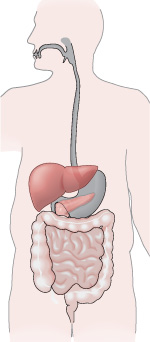 illustration of internal organs highlighting the liver