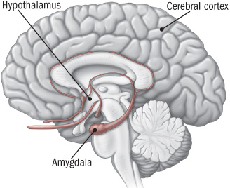 illustration of brain showing areas activated by stress