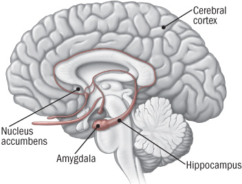 illustration of brain showing areas involved in addiction