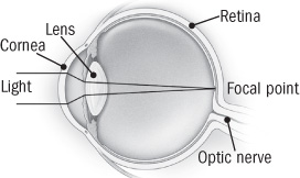 illustration of the human eye