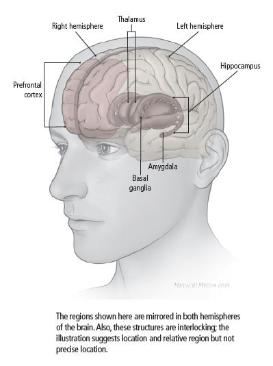 Areas of the brain affected by depression