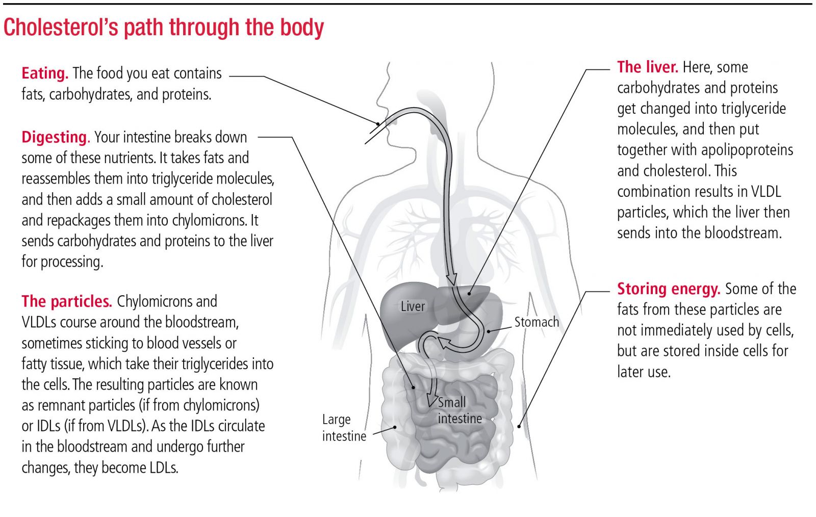 how high cholesterol happens