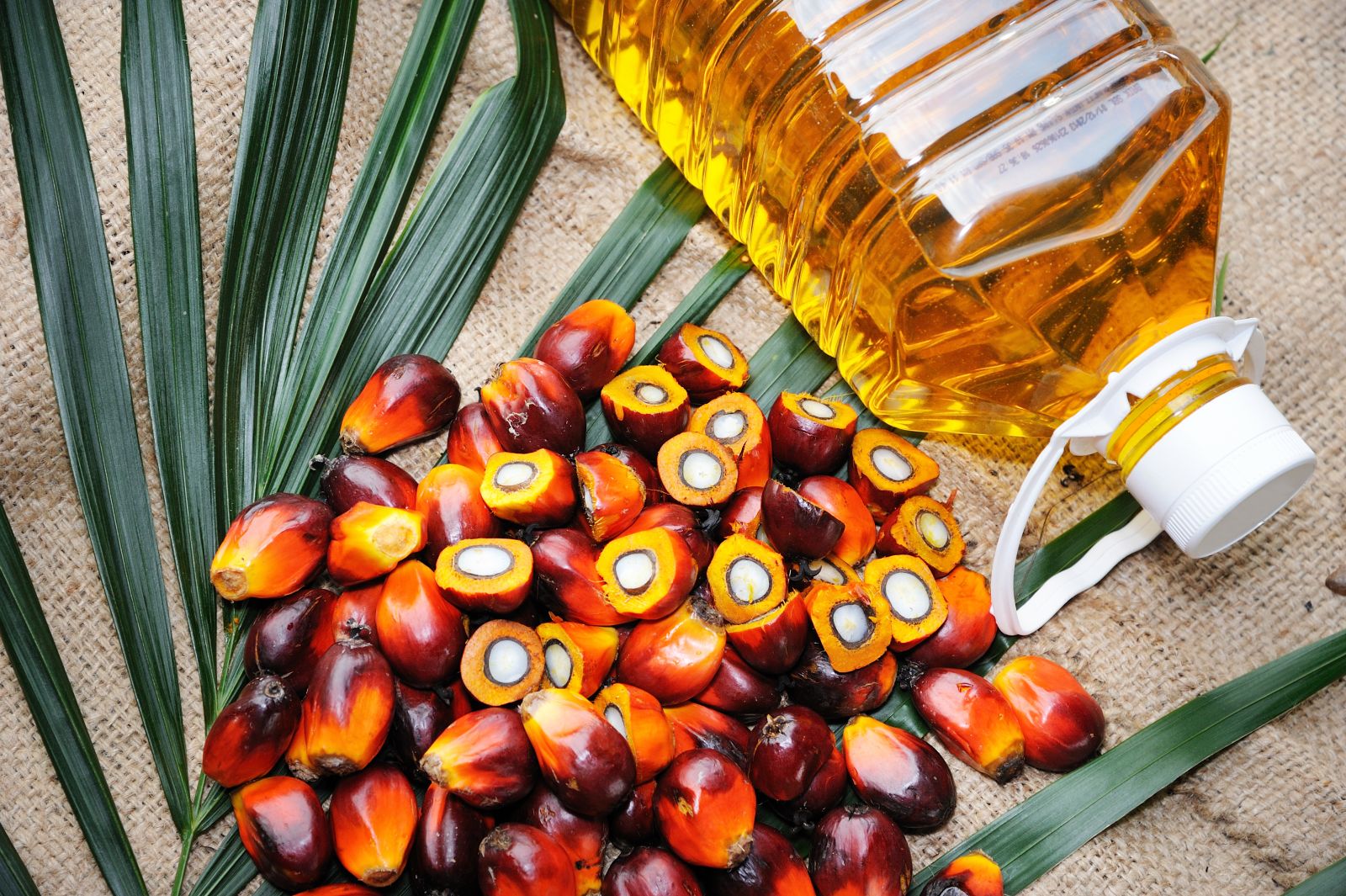 By the way, doctor: Is palm oil good for you? - Harvard Health