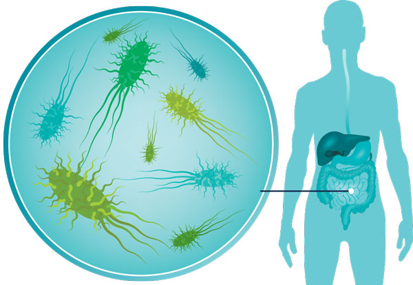 The Importance Of Microbes In The Human Body