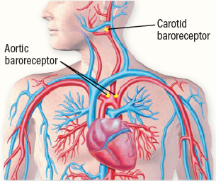 Position Of The Heart In The Human Body - Photos Idea