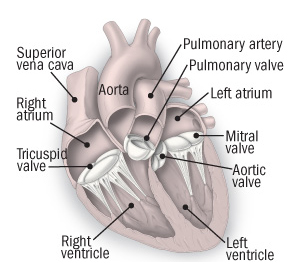 Aortic stenosis - Harvard Health