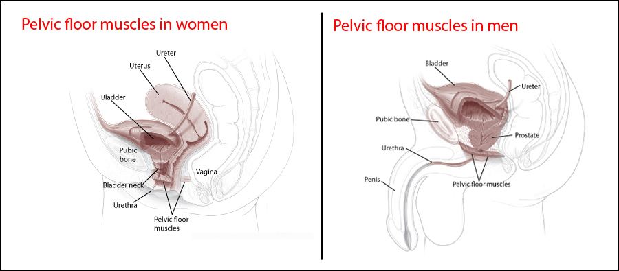 Before and after kegel exercises