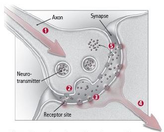 How neurons communicate