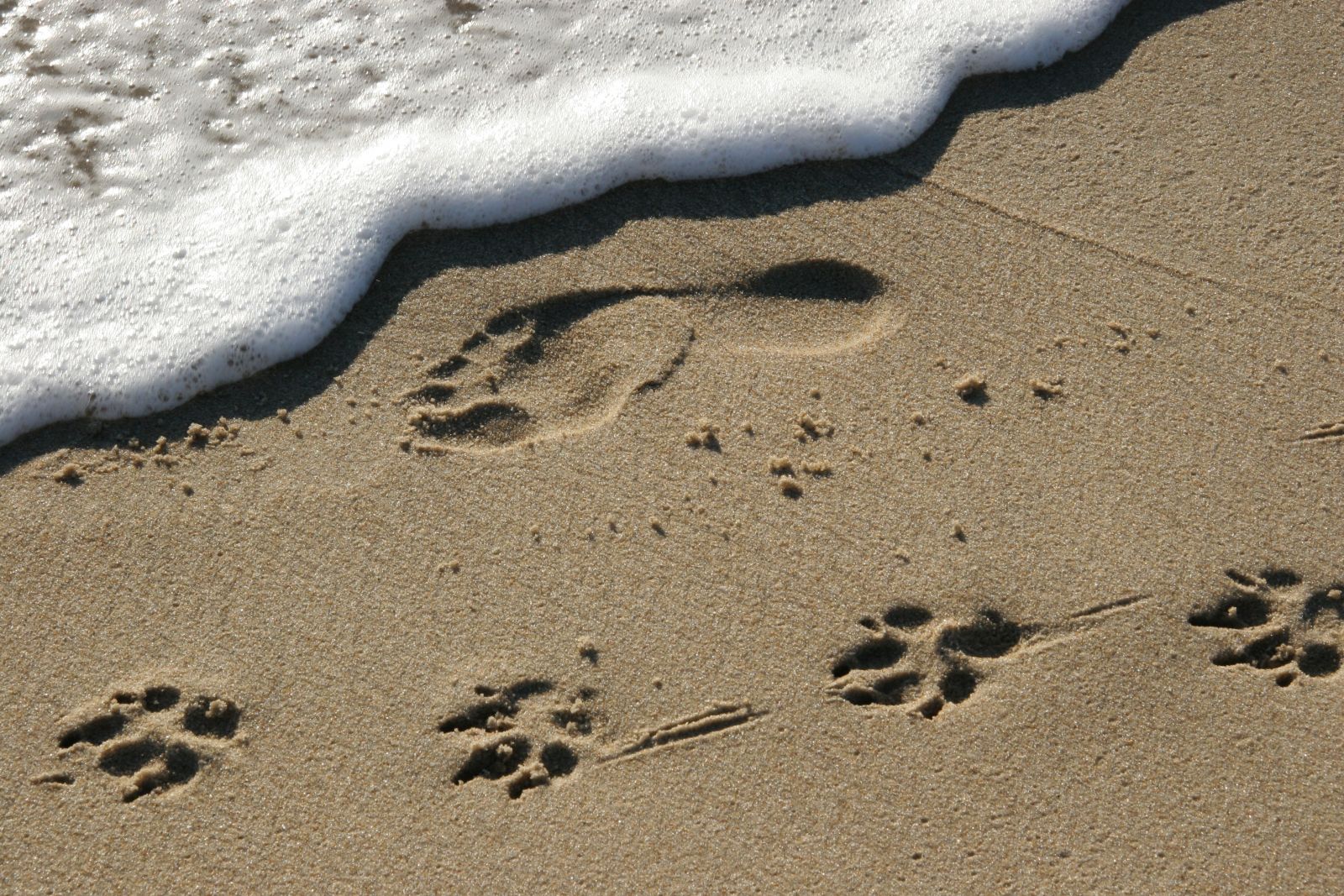 Image result for dogs and people footprints