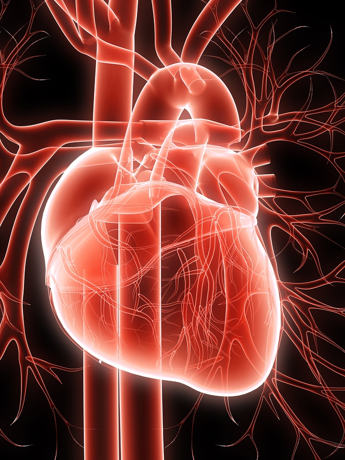 What are the most common causes of mitral valve heart disorder?