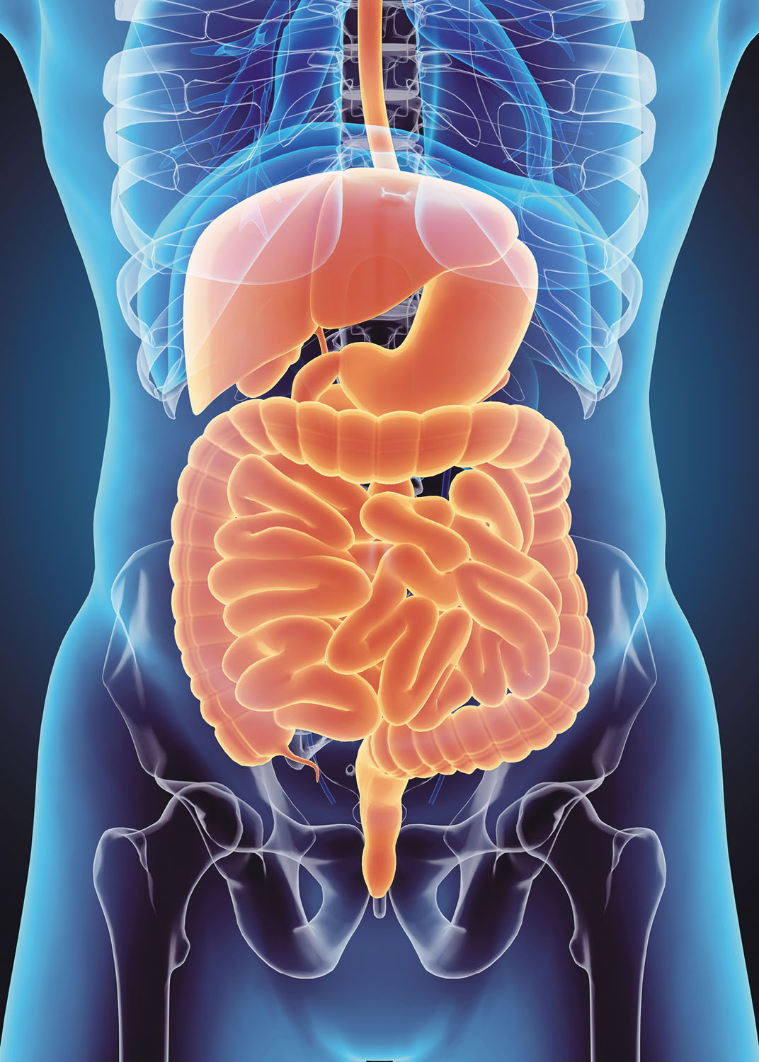 Image result for digestion