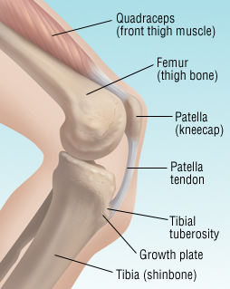 patella problems in humans