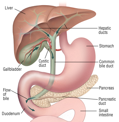 Diet Chart For Gallbladder Cancer Patient