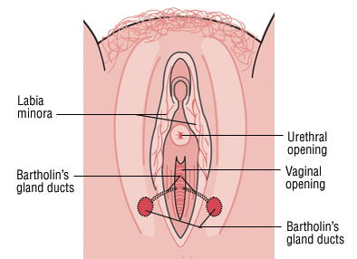 Bartholin S Gland Cyst Harvard Health