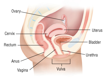 vagina is devulva Lesbian squirt and orgasm