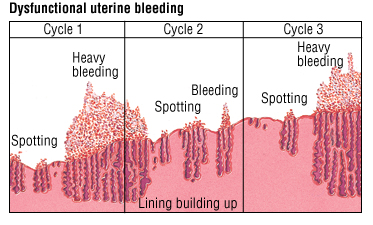 Ovulation Bleeding What Does It Mean About Your Fertility Avaworld