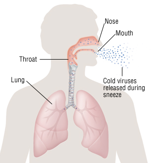 common cold viral rhinitis harvard health common virus