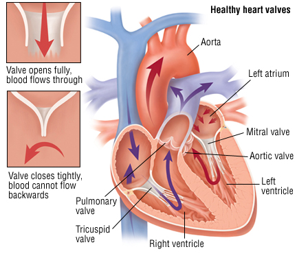 Heart Valve Problems Harvard Health