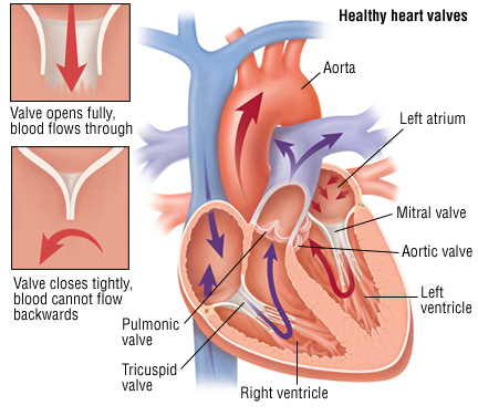 Heart Valve Replacement Harvard Health
