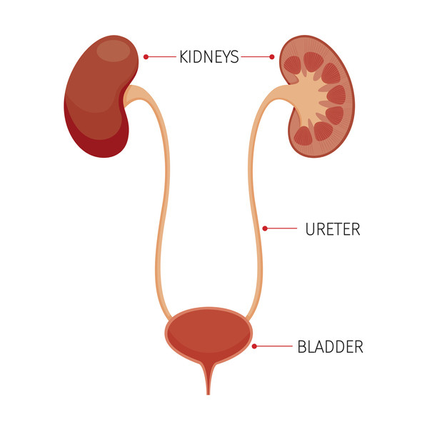 Cystoscopy - Harvard Health Cystoscopy - Harvard Health