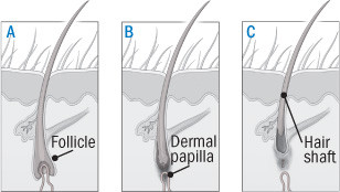Illustration of the growth cycle of a hair