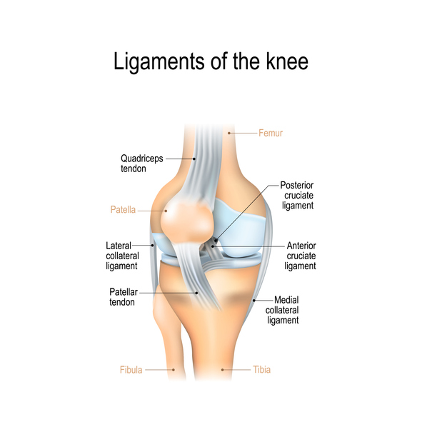 Knee Injury Chart