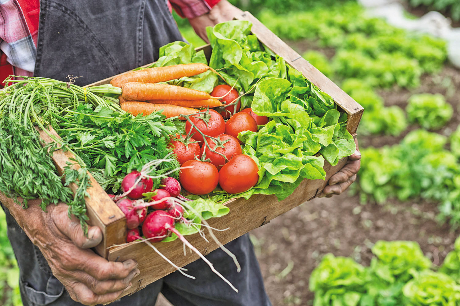 The Best Diet To Drop Pounds.