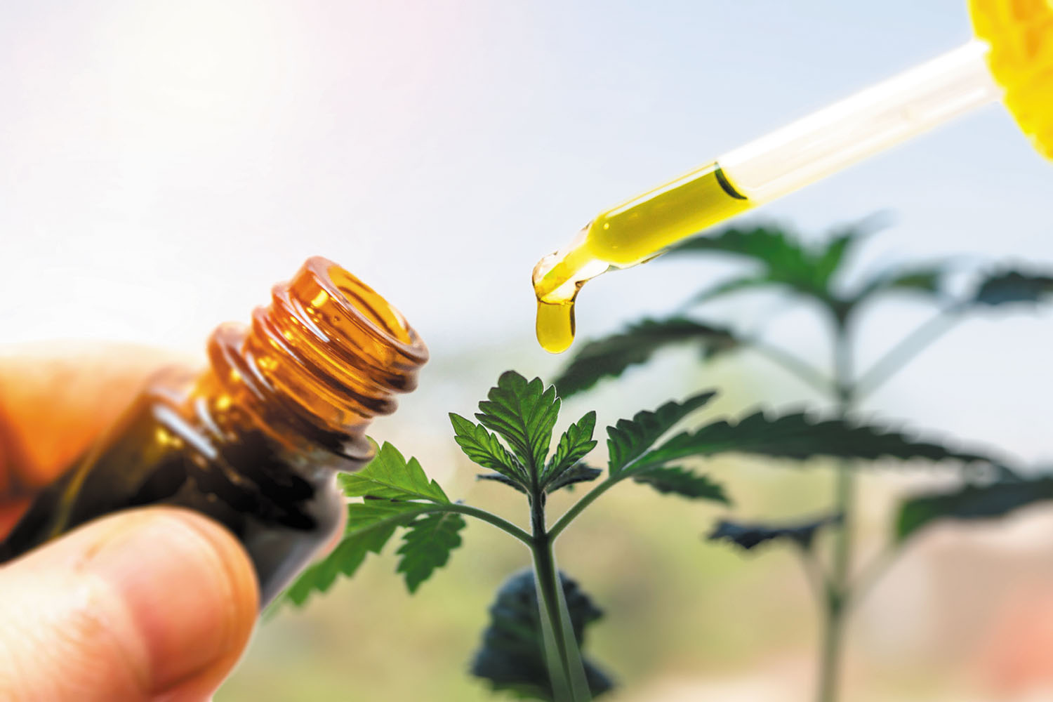 Answers to the top questions about cannabis extract - Harvard Health