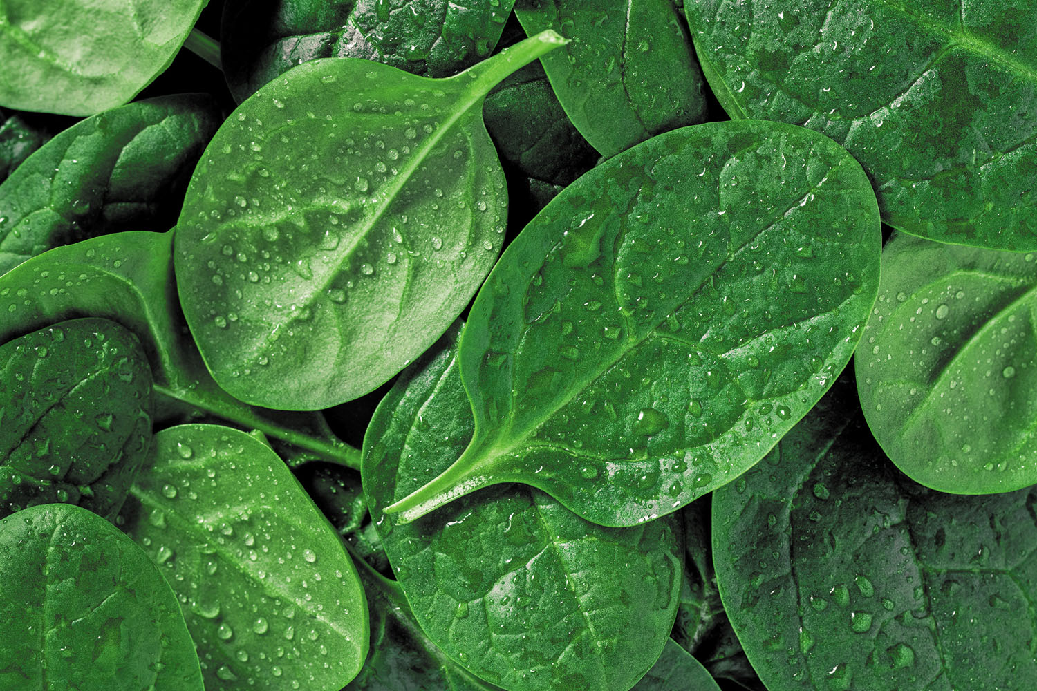 Nitrates from vegetables may lower agerelated macular degeneration