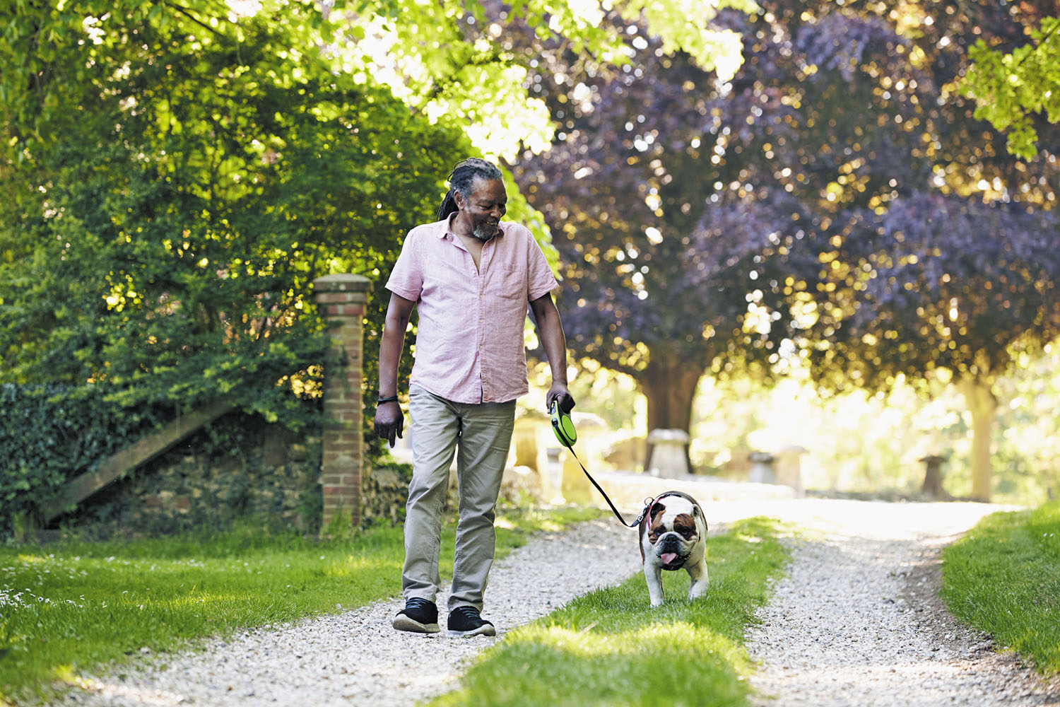 dog on a walk