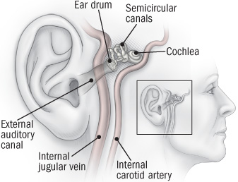 illustration of the anatomy of the ear
