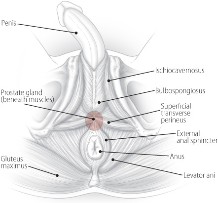 Finding Help For Pelvic Pain A Patient S Story Harvard Health