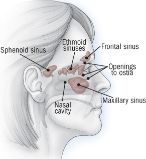 head sinuses anatomy