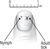 Illustration of the relative size of a tick